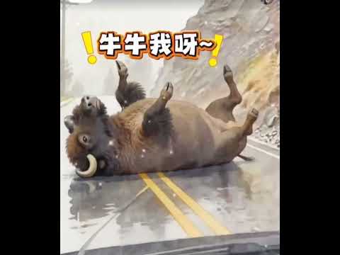 野牛从天而降，毫发无损，死亡凝视发笑之人。   #新时代新影像 2026 04 24 070930518