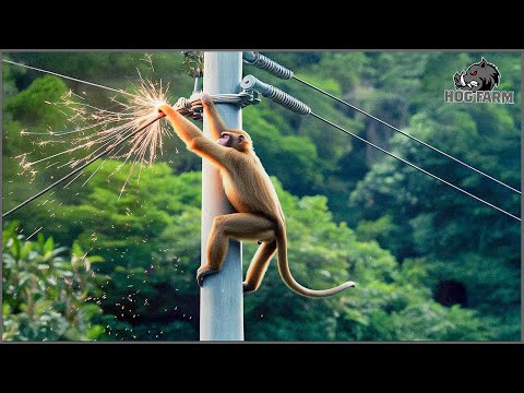 Heart-Stopping ⚡ 100 Shocking Moments Animals & Invasive Species Get Electrocuted | Hog Farm