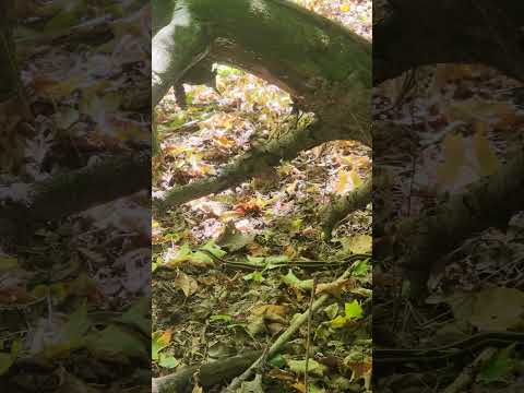 bigger than the last #nature #hiking #kayakcamping #snake #myhappyplace