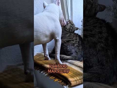 My dog's Vlog thumbnail