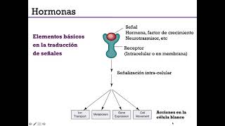 Mecanismo de acción hormonal - Digestivo, Renal y Endócrino