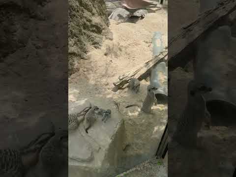 Meerkat at Melbourne Zoo #melbourne #zoo #melbournezoo #meerkat