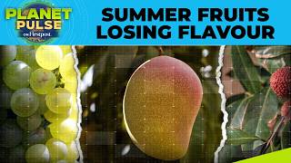 From Litchi to Mangoes, Climate Is Changing How Fruits Taste Today | Planet Pulse | N18G | 4K