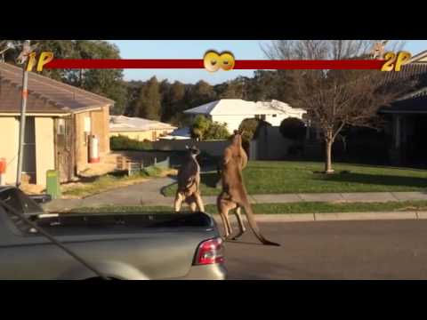 wild kangaroo street fight Aussie style super hyper edition