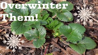 How To Overwinter Strawberry Plants | Allotment UK | 2022