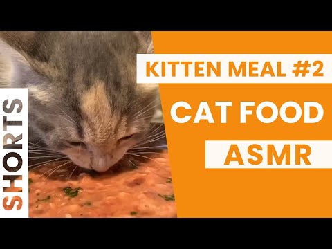 Raw Cat and Kitten Meal Recipe ASMR