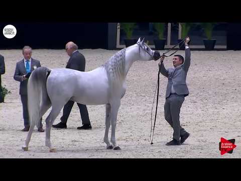 ES HARIR   Paris 2018   Senior Stallions Class CM 6B