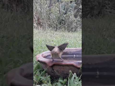 Birdday 237 Corbatita hembra 2001 2025