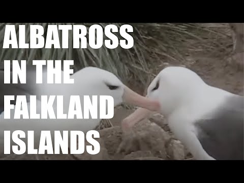 Albatros čierno-obrvý (Thalassarche melanophris) — kolónia Steeple Jason vo Falklandách