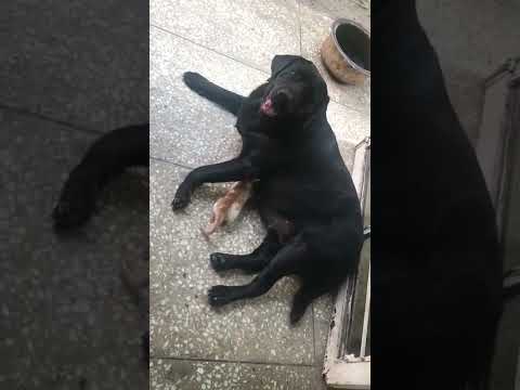 Humanity: Breta Pyari: Apparently a virgin Lebrador mothering a kitten since Aug 25