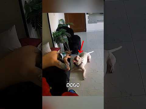 Este dogo argentino es un torbellino. #dogoargentino #perros #animals