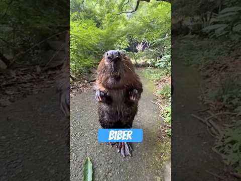 Beaver – the crazy architect of nature