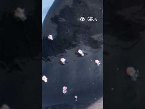 La orca más longeva de Cádiz aparece herida por perdigones: el Gobierno investiga