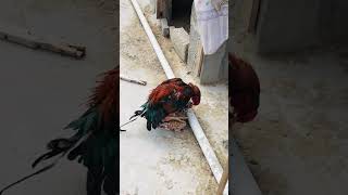 Download lagu Breeding time #chicken #aseelmurga #hen #youtubeshorts #trending #breeding mp3