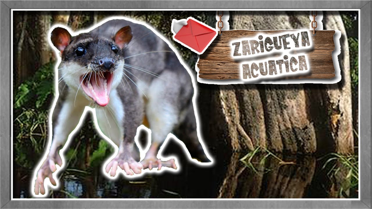uno de los marsupiales acuático: tlacuache acuático - documental de animales salvajes