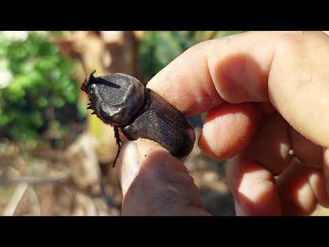 How control pest in Coconut Trees?