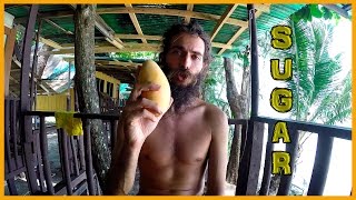 THE BENEFITS OF HYBRID FRUIT: SWEET SUGAR PERFECTION