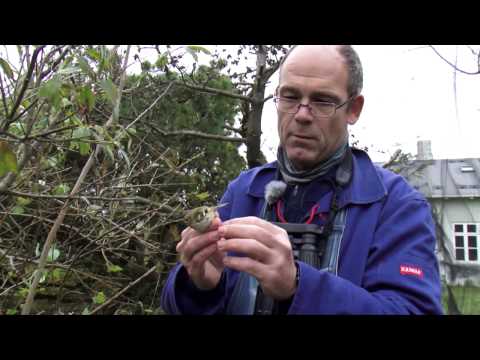 Ringmærker i Blåvand
