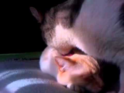 Gatto affettuoso- Affectionate cat by JaBBeR Pianista