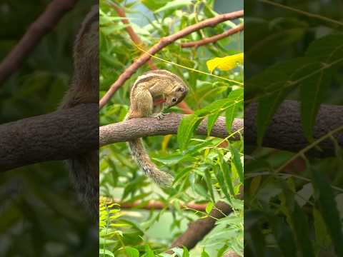 Most Shocking Animal Moments Ever Caught on Camera 🐵😱 #shorts