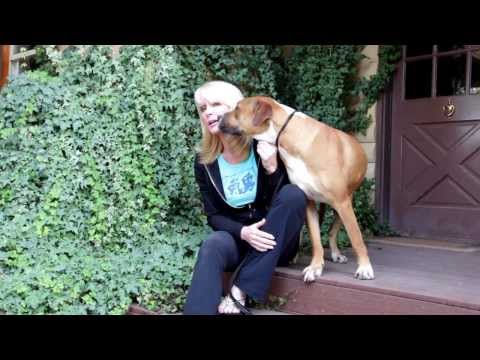 **Nico**Video**, an adopted Boxer & Pit Bull Terrier Mix in Pasadena, CA_image-1