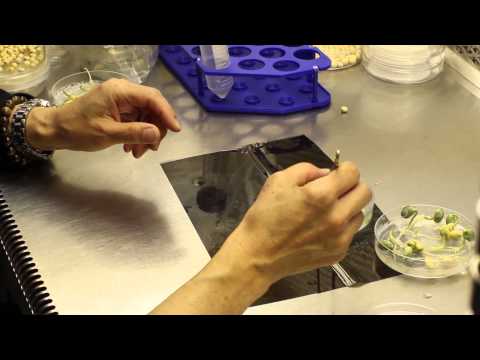 Soybean Genetic Engineering