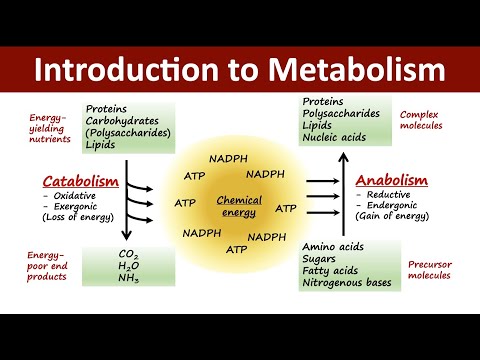 Introduction to Metabolism | Catabolism Vs Anabolism | Biochemistry