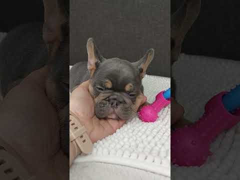 Video 1