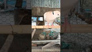 white dove for breeding #short