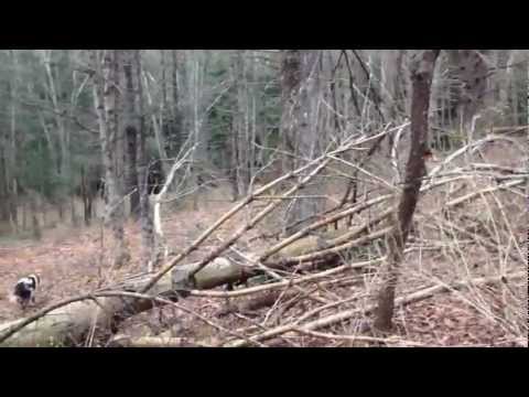 ORVIS Hunting - Lunchtime Grouse Hunt in Southern Vermont