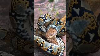 Download lagu King Cobra vs Python — Who Would Win? #shorts #snake mp3