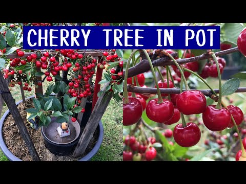 How to Grow Cherry Trees in Container Produce More Fruit
