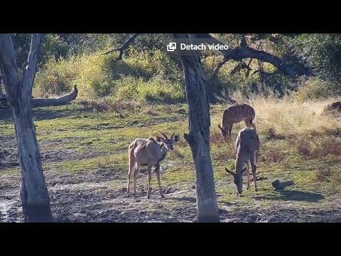 Djuma: Kudus, Nyalas and Waterbuck bull grazing - 14:50 - 06/21/20