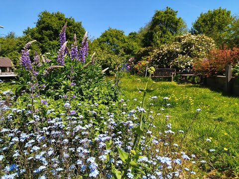 Come on a tour of my "rewilded" garden in springtime