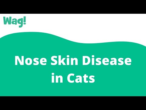 Nose Skin Disease in Cats | Wag!