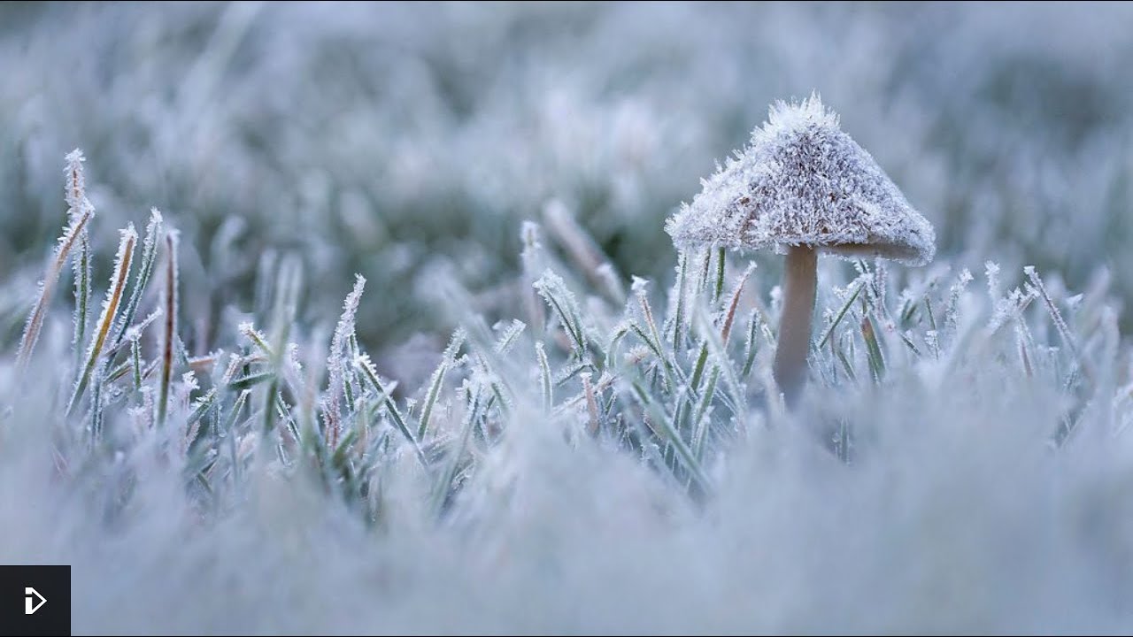 WinterWatch 2021(January) Day 3