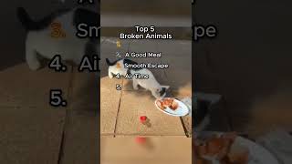 Top 5 Broken Animals Ranking 🙄