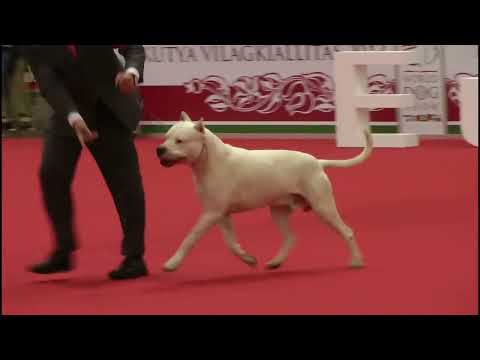 World Dog Show 2013 - Group II Judging