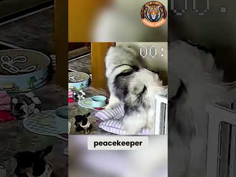 The Ultimate Dog Peacekeeper! 🐶💥