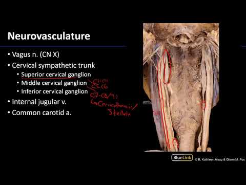Larynx, Pharynx and CST - Neurovasculature