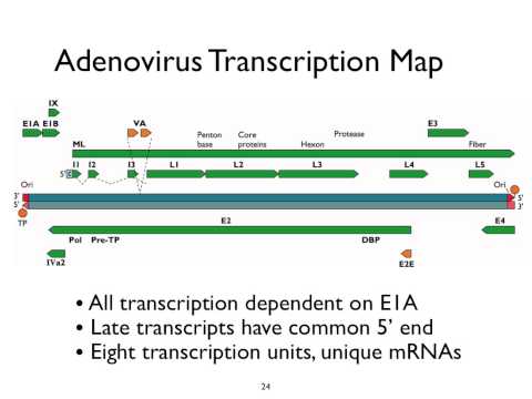 Virology 2013 Lecture #8 - Transcription and RNA processing
