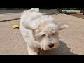 Coton de Tulear welpen kaufen