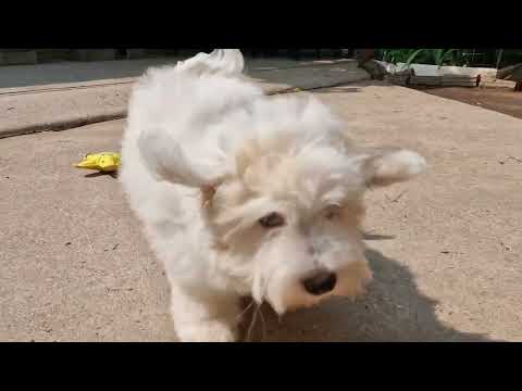 Perros Coton de Tulear en venta