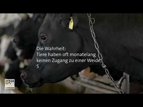Fleisch vom Weiderind? Tiere haben oft monatelang keinen Zugang zu einer Weide | BR24