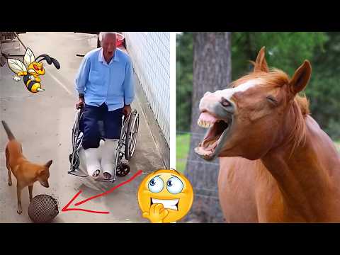 TENTE NÃO RIR - Melhores Memes e Vídeos Engraçados 2025 #11