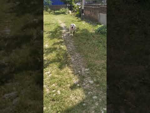 MISCHA WITH HER FRIEND, PHILOSOPHER AND GUIDE ( ARUP DASGUPTA) SEASON ONE, EPISODE ONE