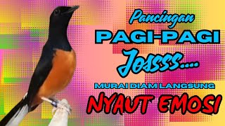 Download lagu PANCINGAN PAGI-PAGI AGAR MURAI GACOR❗❗ MURAI DIAM PASTI NYAUT EMOSI❗❗❗ mp3 Download lagu PANCINGAN PAGI-PAGI AGAR MURAI GACOR❗❗ MURAI DIAM PASTI NYAUT EMOSI❗❗❗ mp3