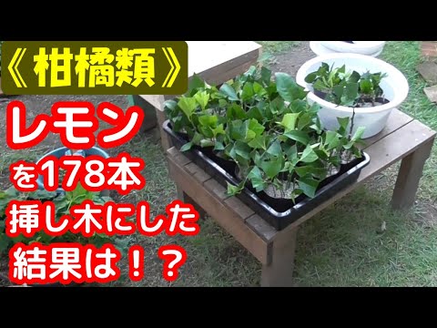 レモンの木の挿し木を4つの簡単なステップで行うには?掛け算に最適な時期はいつですか?  庭園