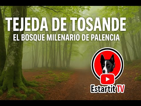 TEJEDA DE TOSANDE The ancient forest of Palencia