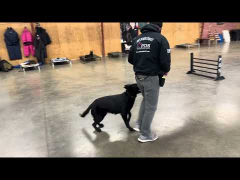 Superstar "Bling" Showing Off Her Obedience Skills